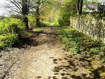 Taxal Beeches