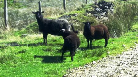 Black sheep!