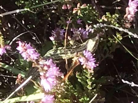 A lizard spotted on the descent