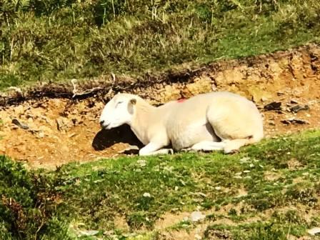 Lamb all cosy on a quarry ledge!