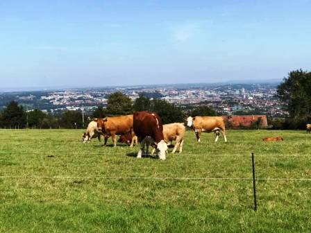 Cattle more interested in munching grass than the view over Bristol