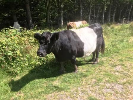 Lovely cattle met on the descent!