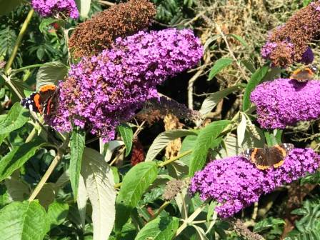Butterflies in the beautiful garden at Clos de Vaul Creux