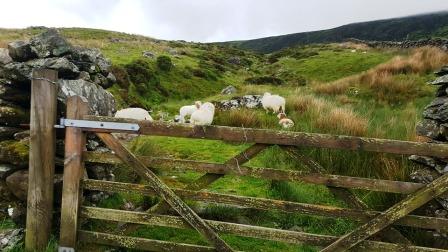 Disturbing the sheep as we climb