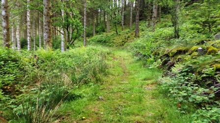 Rough track through wooded section