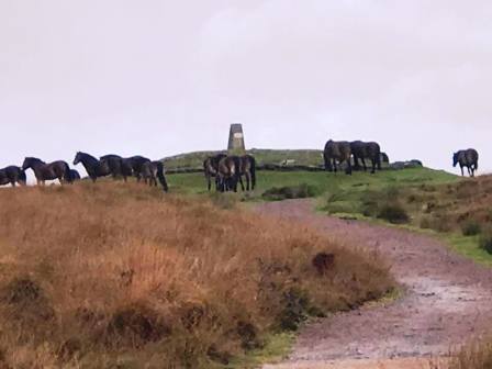 Wild ponies at the summit