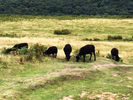 Black sheep on Garth Hill