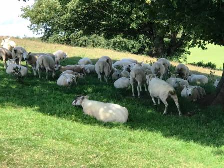Sheep making use of the shade!