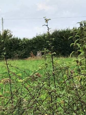 Looking through the hedge to the trig point in the adjacent field