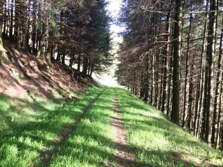 Ascending through the forestry