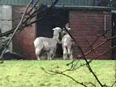 Two of the alpacasa, newly resident at Avona on Bosley Cloud
