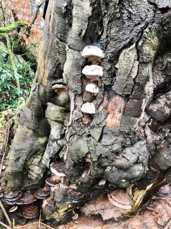 Tree and fungi