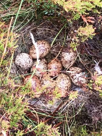 A ground nest