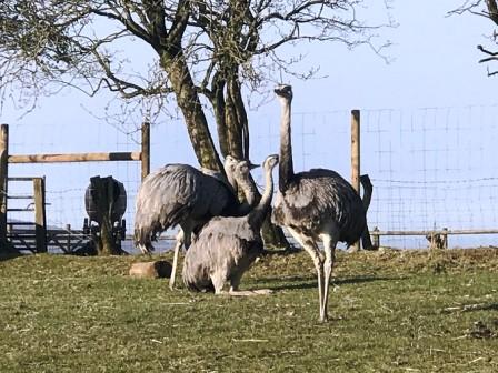 Emus at Avona