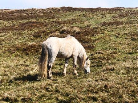 Wild ponies were around on Black Mountain