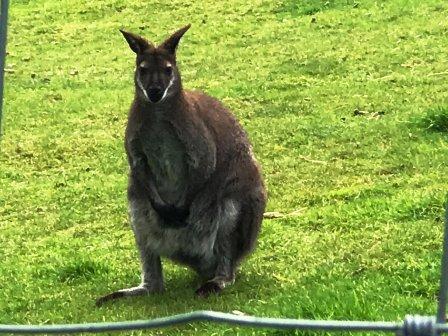 Wallaby!