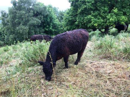 Contentedly grazing