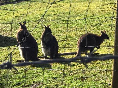 Wallabies halfway up The Cloud