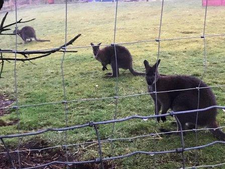 Wallabies on The Cloud