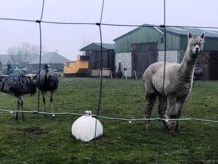 Emus and alpaca