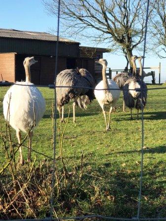 The Cloud's emus