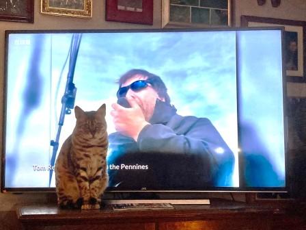 My brother's cat unimpressed with my TV appearance!