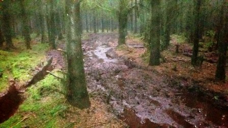 Muddy route through the forest