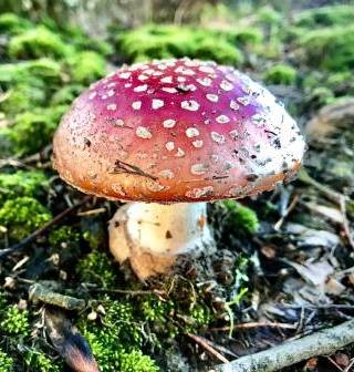 Toadstool!