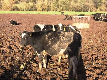 Cattle at Bosley