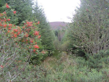 Indistinct clearing leading towards the hill