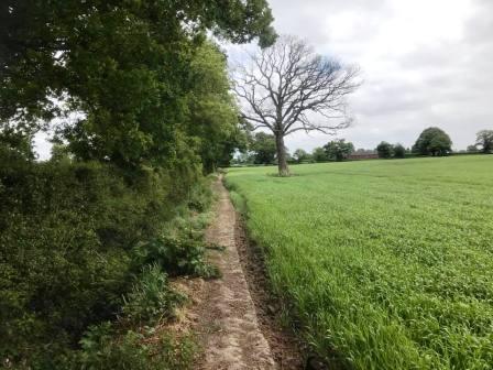 Footpath around the crops in Blackden Manor Farm