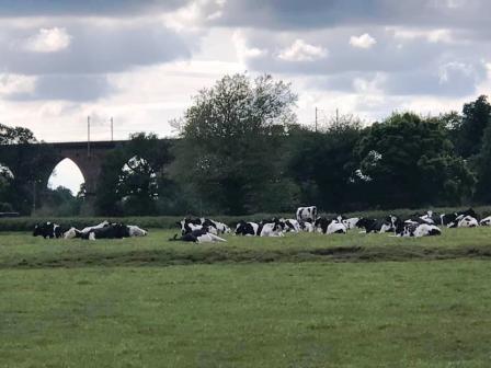 Cattle in the shadow of the Twemlow Viaduct