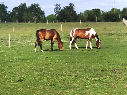 Horses near Goostrey