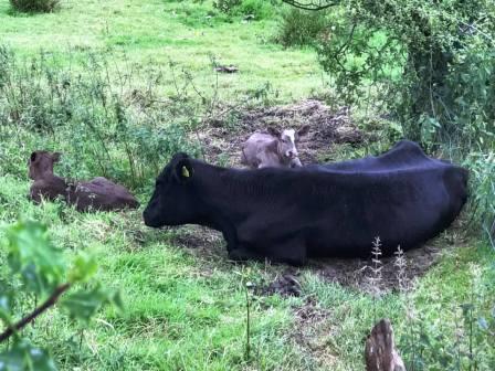 Cow and calves