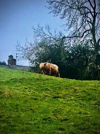 Aberdeen Angus beside Well Lane