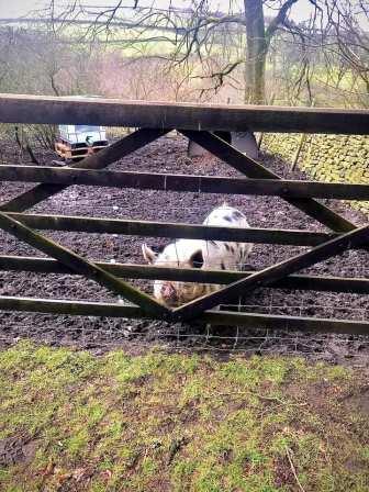 Even the pig seemed very sociable!