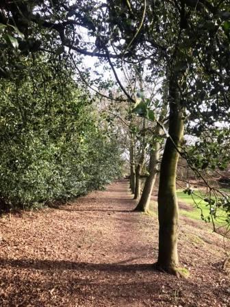 Pleasant tree-lined path towards Gawsworth