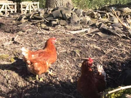Chickens at Swanscoe Hall