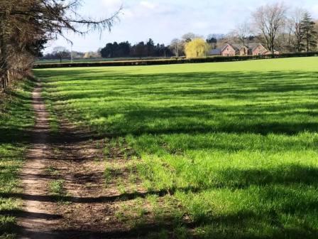 Footpath on Chelford Heath