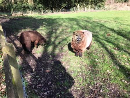 Sheep near Common Farm Lane