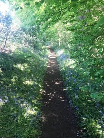 The path forks left into a beautiful bluebell wood