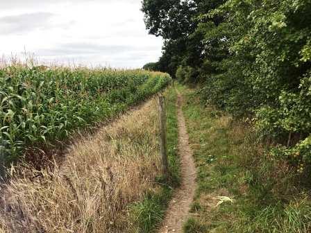 Footpath approaching Chelford