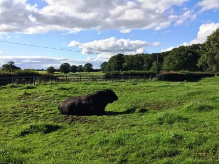 Black bull at Dalehouse Farm