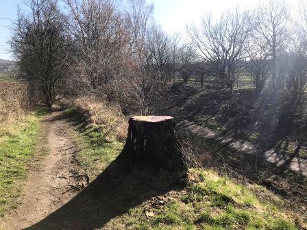 Alternative path on the left bank above the Middlewood Way