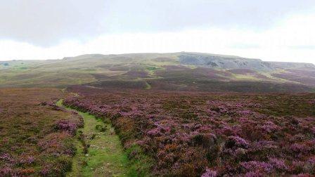 Green path cut through the heather