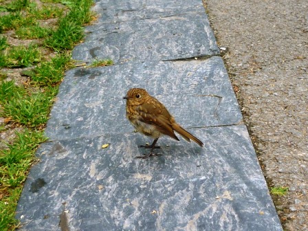 This little chap was keen to keep us company at Snowdon Ranger car park!