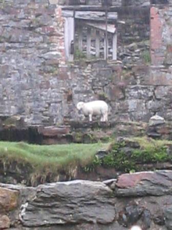 Sheep now rule in the ruined former mineworkers' school/chapel