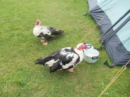 Cheeky ducks scavanging on next door's tent's breakfast pots