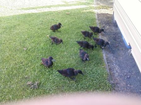The chicks were also on the prowl