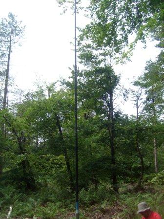 SOTA pole supporting the dipole in the woods